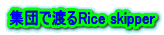 集団で渡るRice skipper 
