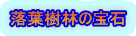 落葉樹林の宝石