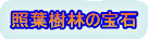 照葉樹林の宝石