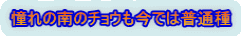 憧れの南のチョウも今では普通種 