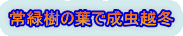 常緑樹の葉で成虫越冬 