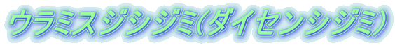 ウラミスジシジミ(ダイセンシジミ) 