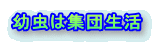 幼虫は集団生活 