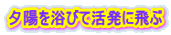 夕陽を浴びて活発に飛ぶ 