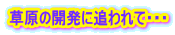 草原の開発に追われて・・・ 