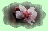 e~fiӂ䂴jiQONRTBej